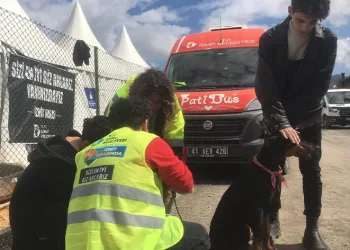 Patibüs ekibi hayvanları tedavi ediyor