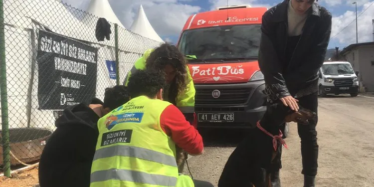 Patibüs ekibi hayvanları tedavi ediyor
