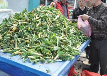 Şifa kaynağı ‘Çiriş’ otu