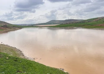Kuruyan gölette buğday ekti, sağanak biçti