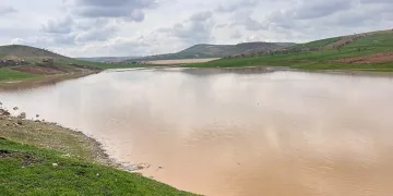 Kuruyan gölette buğday ekti, sağanak biçti