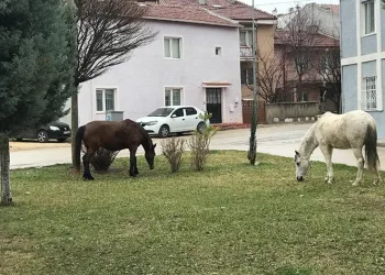 Başıboş gezen atlar yine cadde ve sokaklarda