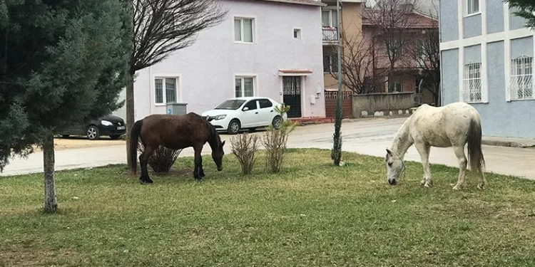 Başıboş gezen atlar yine cadde ve sokaklarda