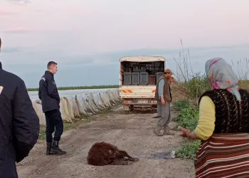 Tarsus’ta 25 koyun telef oldu