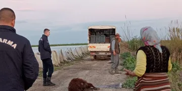 Tarsus’ta 25 koyun telef oldu