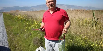 Yol kenarından topladığı otlardan para kazanıyor