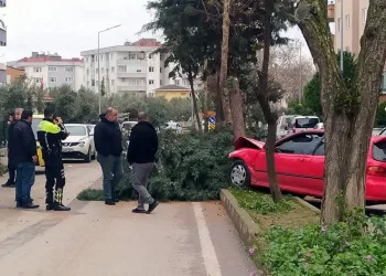 Alkollü sürücü ağacı devirerek durdu