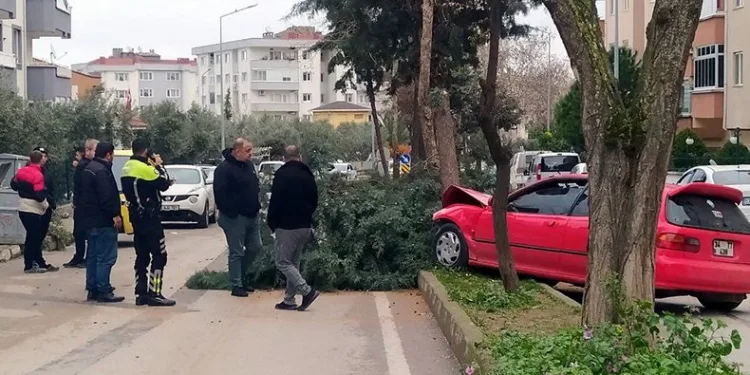 Alkollü sürücü ağacı devirerek durdu