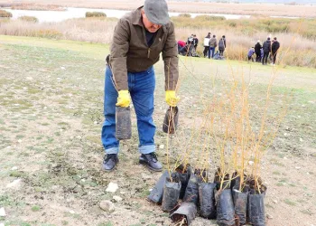 Kuluçkaya yatan kuşlar için söğüt fidanları dikildi