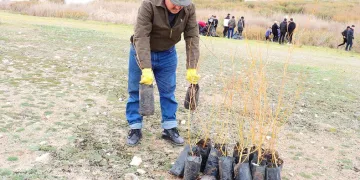 Kuluçkaya yatan kuşlar için söğüt fidanları dikildi