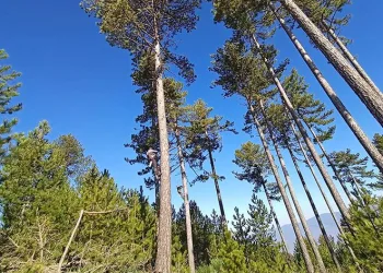 OBM’nin ormanların gençleştirilmesi çalışmaları