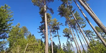 OBM’nin ormanların gençleştirilmesi çalışmaları