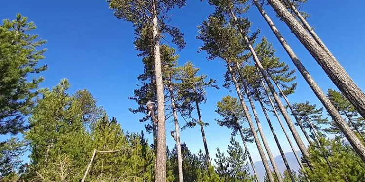 OBM’nin ormanların gençleştirilmesi çalışmaları