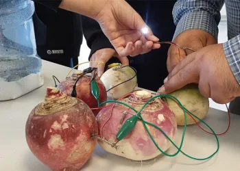 Turptan elektrik ürettiler