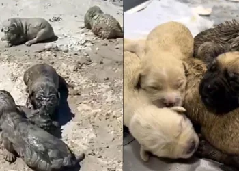 Yavru köpeklerin hali yürekleri sızlattı