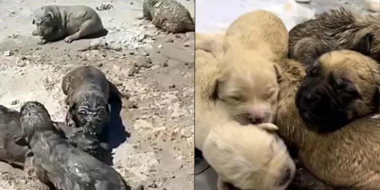 Yavru köpeklerin hali yürekleri sızlattı