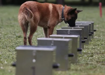 Bomba uzmanı köpeklerin nefes kesen eğitimi