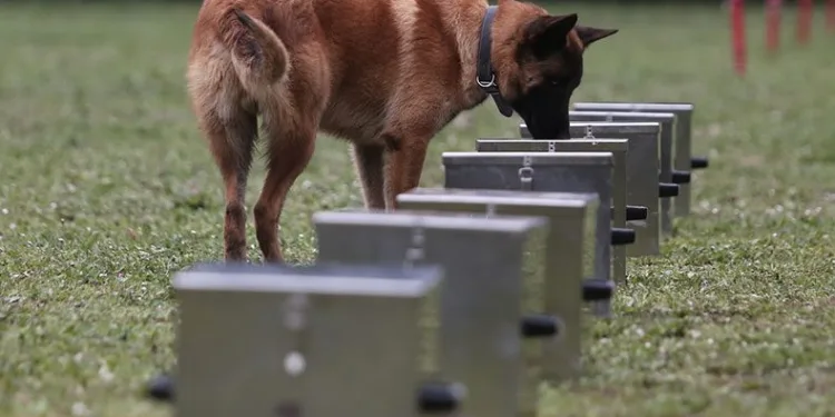 Bomba uzmanı köpeklerin nefes kesen eğitimi