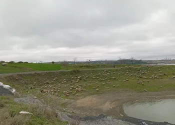 Göl kenarına dökülen madde paniğe yaşattı