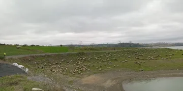 Göl kenarına dökülen madde paniğe yaşattı