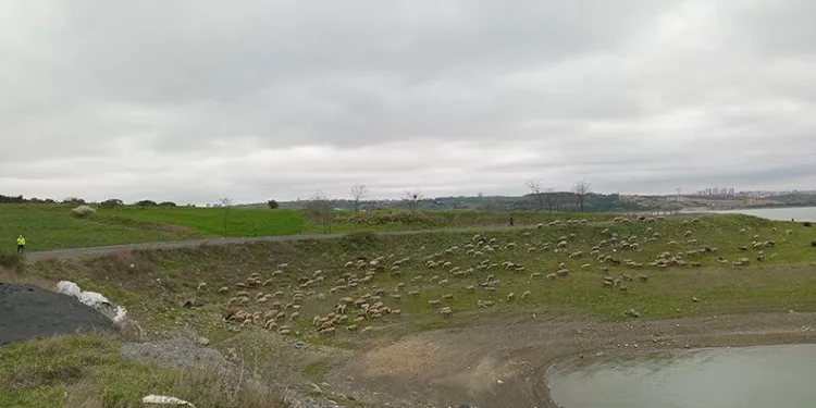 Göl kenarına dökülen madde paniğe yaşattı