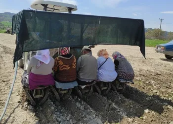 Selendi’de tütün dikimi başladı