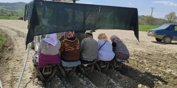 Selendi’de tütün dikimi başladı