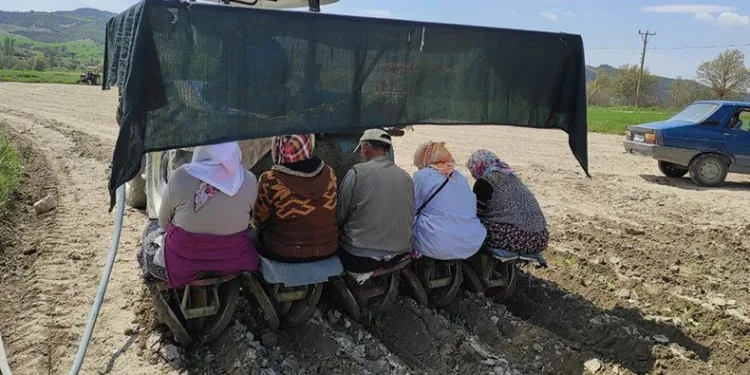 Selendi’de tütün dikimi başladı