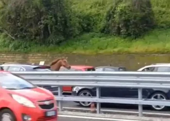 Kaçan at trafiği altüst etti
