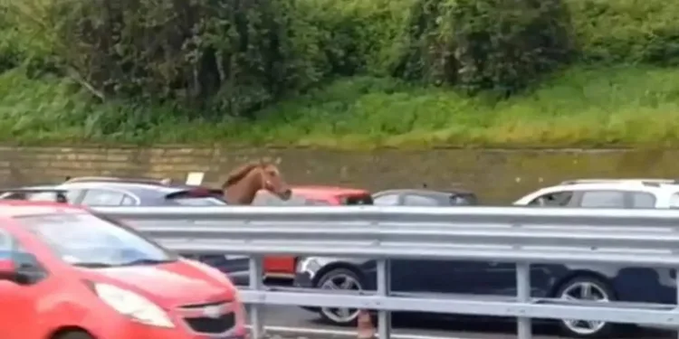 Kaçan at trafiği altüst etti