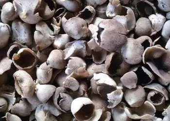 Çukur çanak mantarı geçim kaynağı oldu