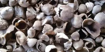 Çukur çanak mantarı geçim kaynağı oldu