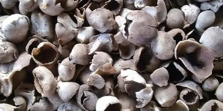 Çukur çanak mantarı geçim kaynağı oldu