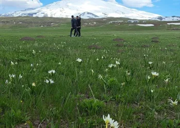 Süphan Dağı etekleri kardelenlerle süslendi