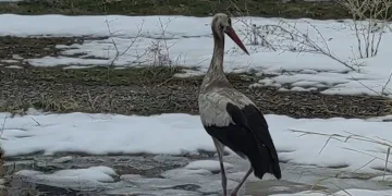 Van’da yaralı leylek tedavi altına alındı