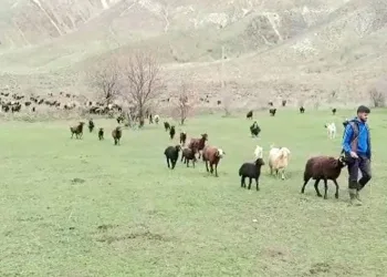 Besicilerin bayramda da mesaisi sürüyor
