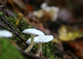 Mantar zehirlenmelerine dikkat