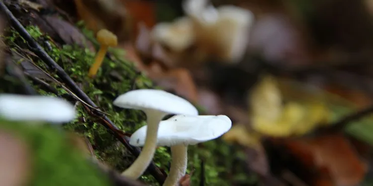 Mantar zehirlenmelerine dikkat