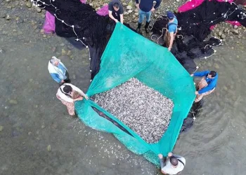 İznik Gölü’nde gümüş balığı bereketi