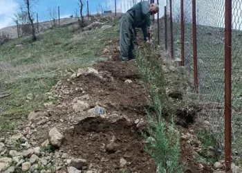 Mezarlıkların çevresine çam fidanları dikildi