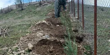 Mezarlıkların çevresine çam fidanları dikildi