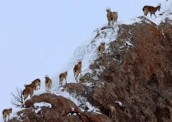 Nadir görülen hayvanlar, sürü halinde çıktılar
