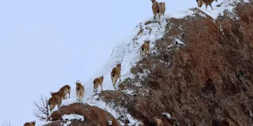 Nadir görülen hayvanlar, sürü halinde çıktılar