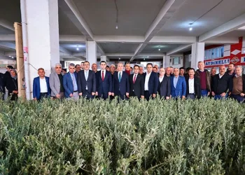 Zeytin fidanı atıl tarım arazileriyle buluşacak