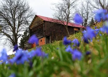 Mor Yayla’nın Mavi Yıldız çiçekleri