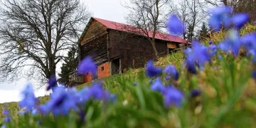 Mor Yayla’nın Mavi Yıldız çiçekleri