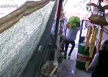 Ev sahibinin gözü önünde saksıyı sırtlayıp götürdü