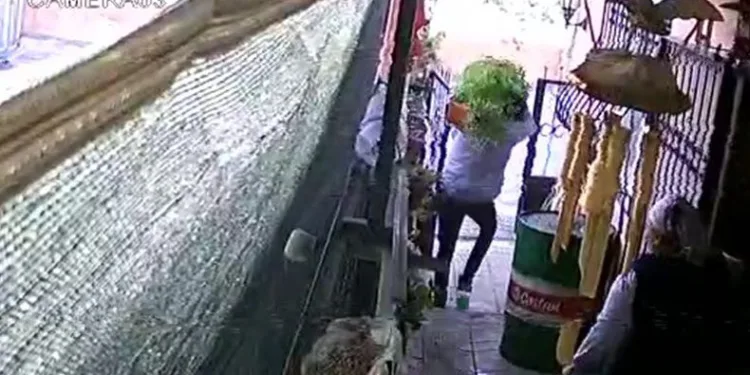 Ev sahibinin gözü önünde saksıyı sırtlayıp götürdü