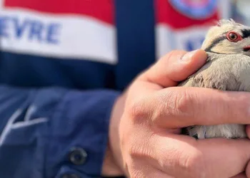Kınalı kekliğe jandarma koruması