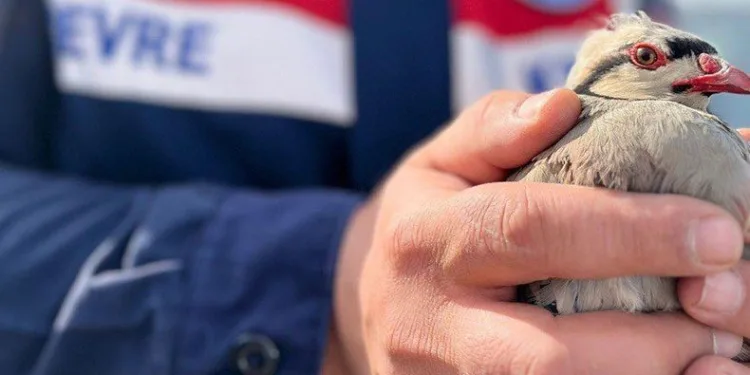 Kınalı kekliğe jandarma koruması